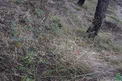 Arundinella nepalensis